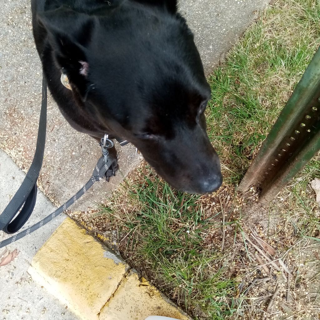 Weekday dog walks available