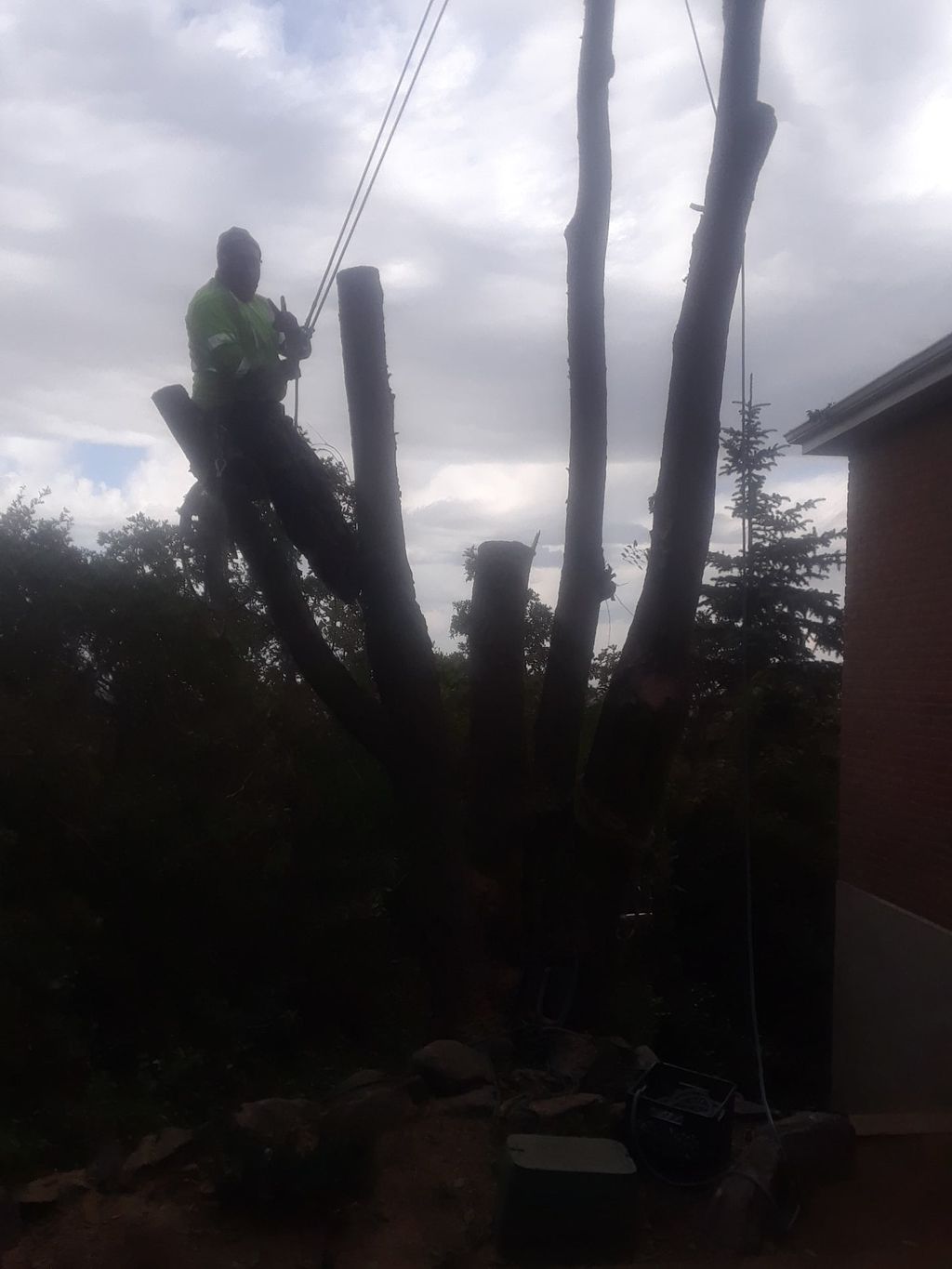 Tree removal nearby the side of the house. 