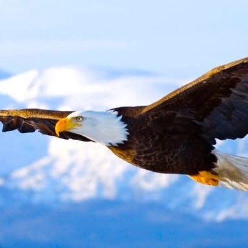 Freedom Contracting