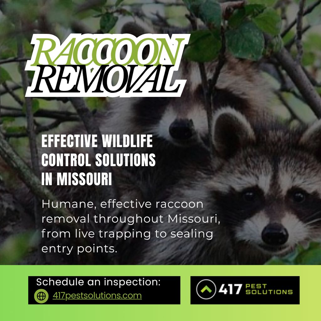 RACCOON REMOVAL