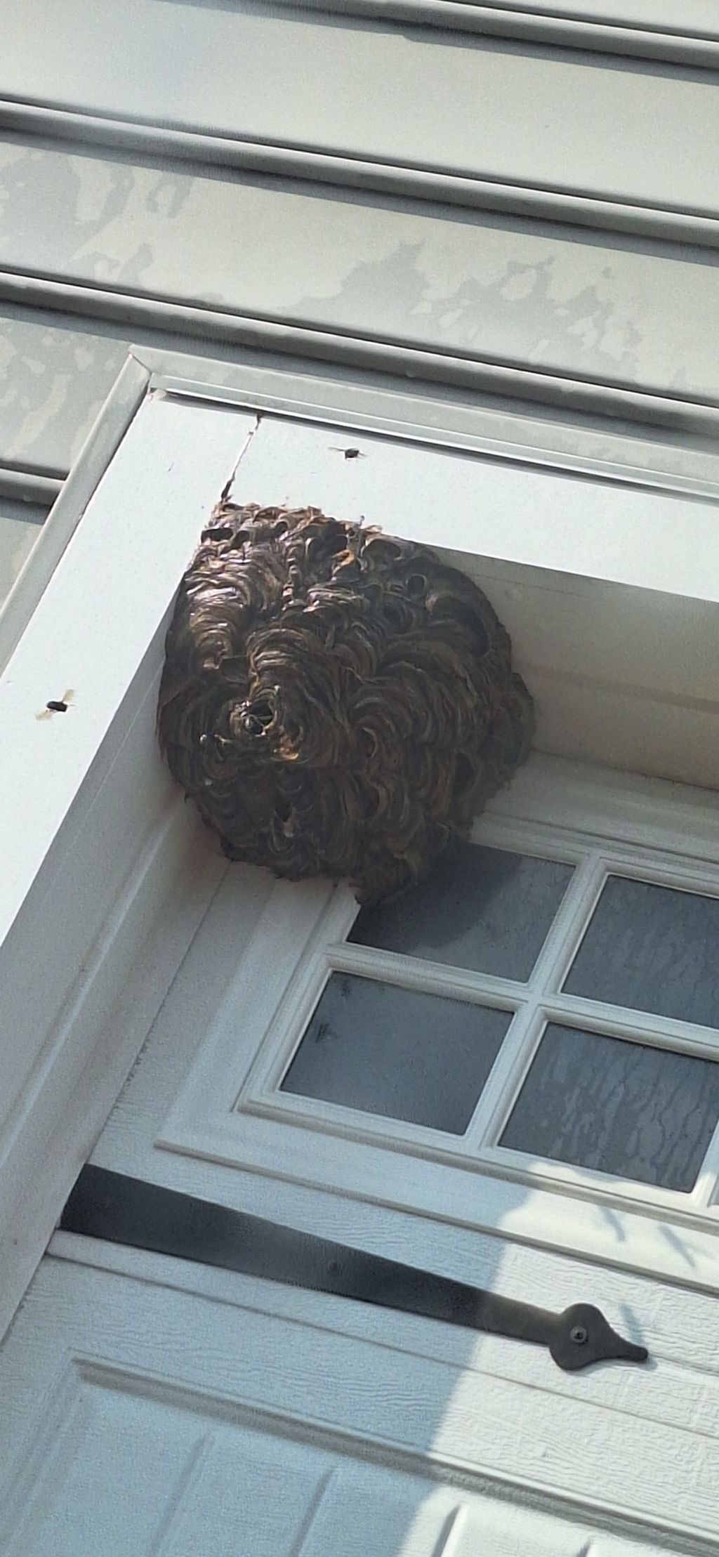 Bald Faced Hornets Nest