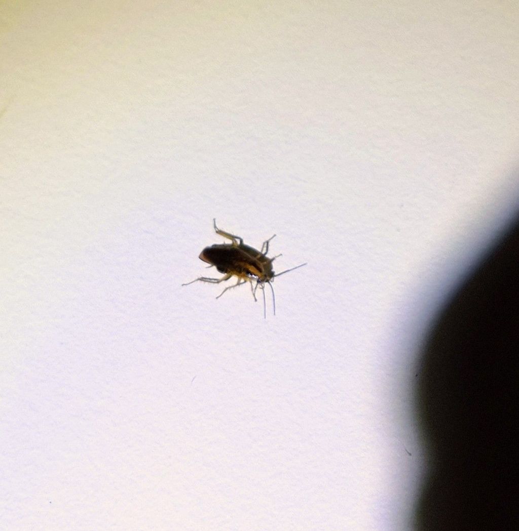 German Roach