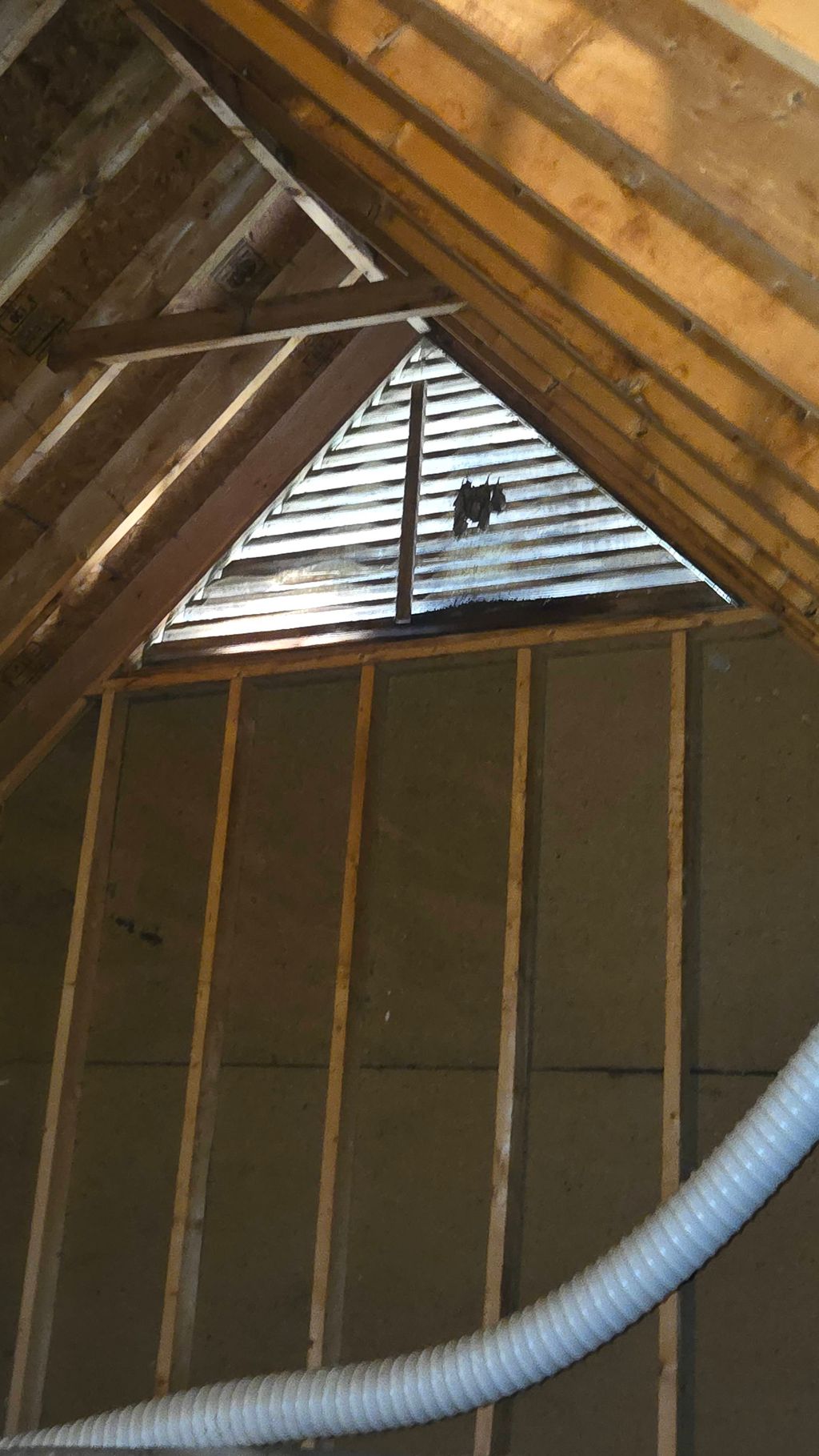 Gable vent with active bat entry point, also vulne