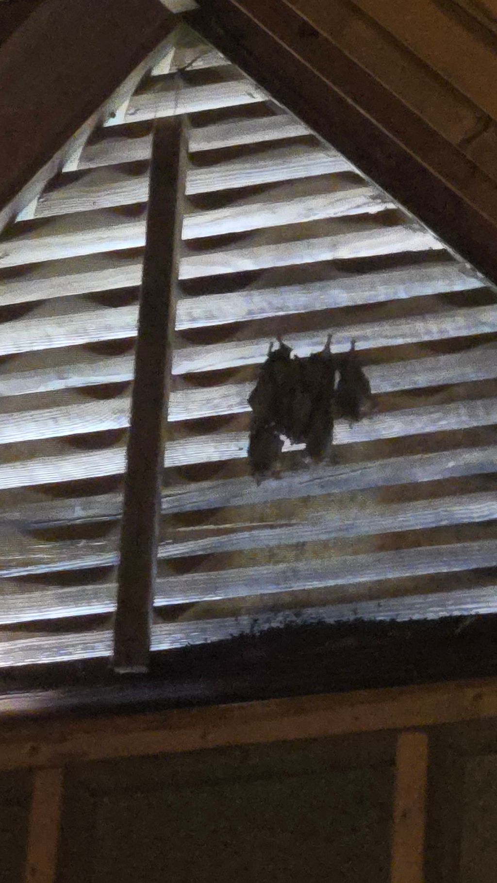 Bats roosting on attic gable vent