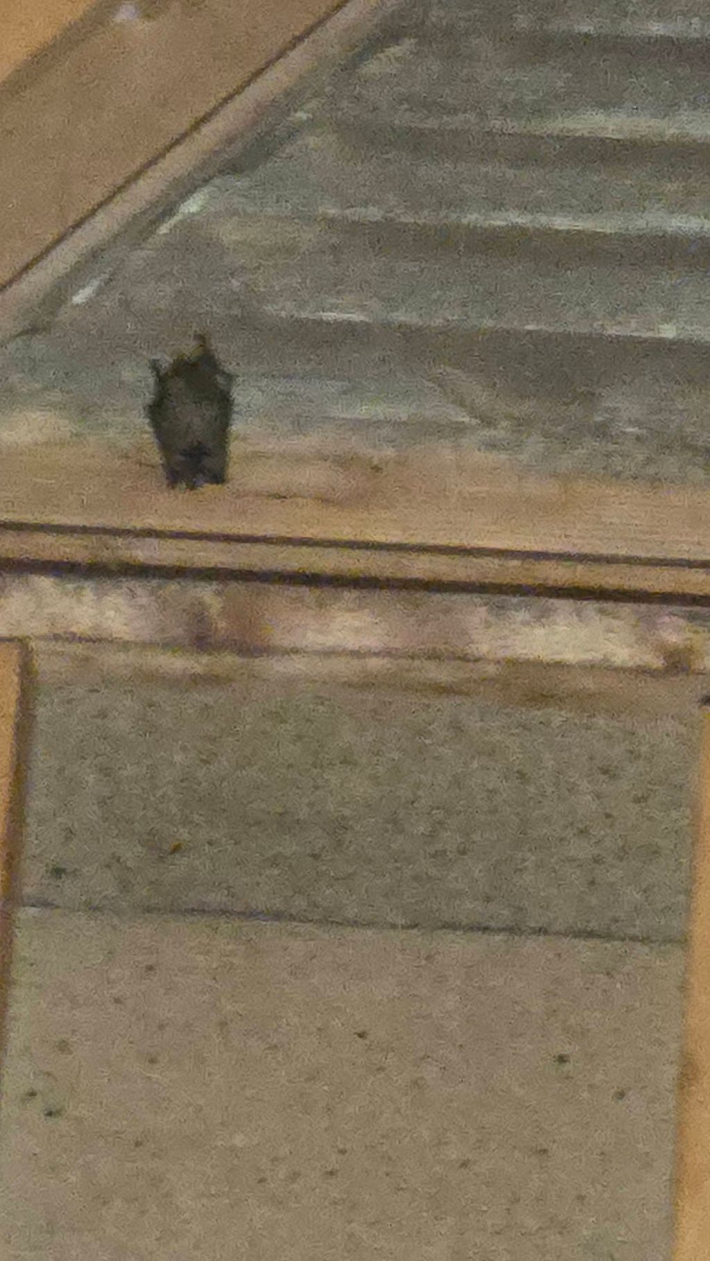 Bat roosting on interior attic gable vent