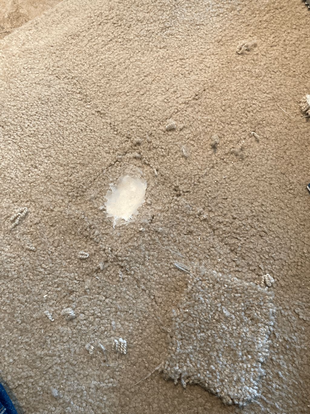dog digging