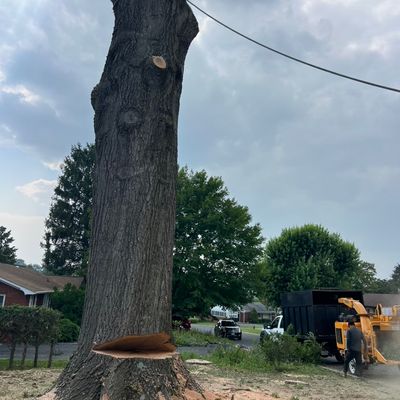 Avatar for POLOS TREE SERVICE LLC