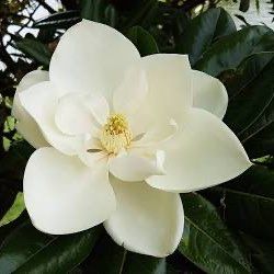 Avatar for Magnolia