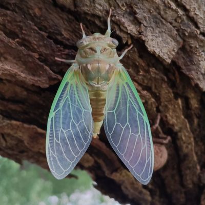 Avatar for Cicada Home & Garden