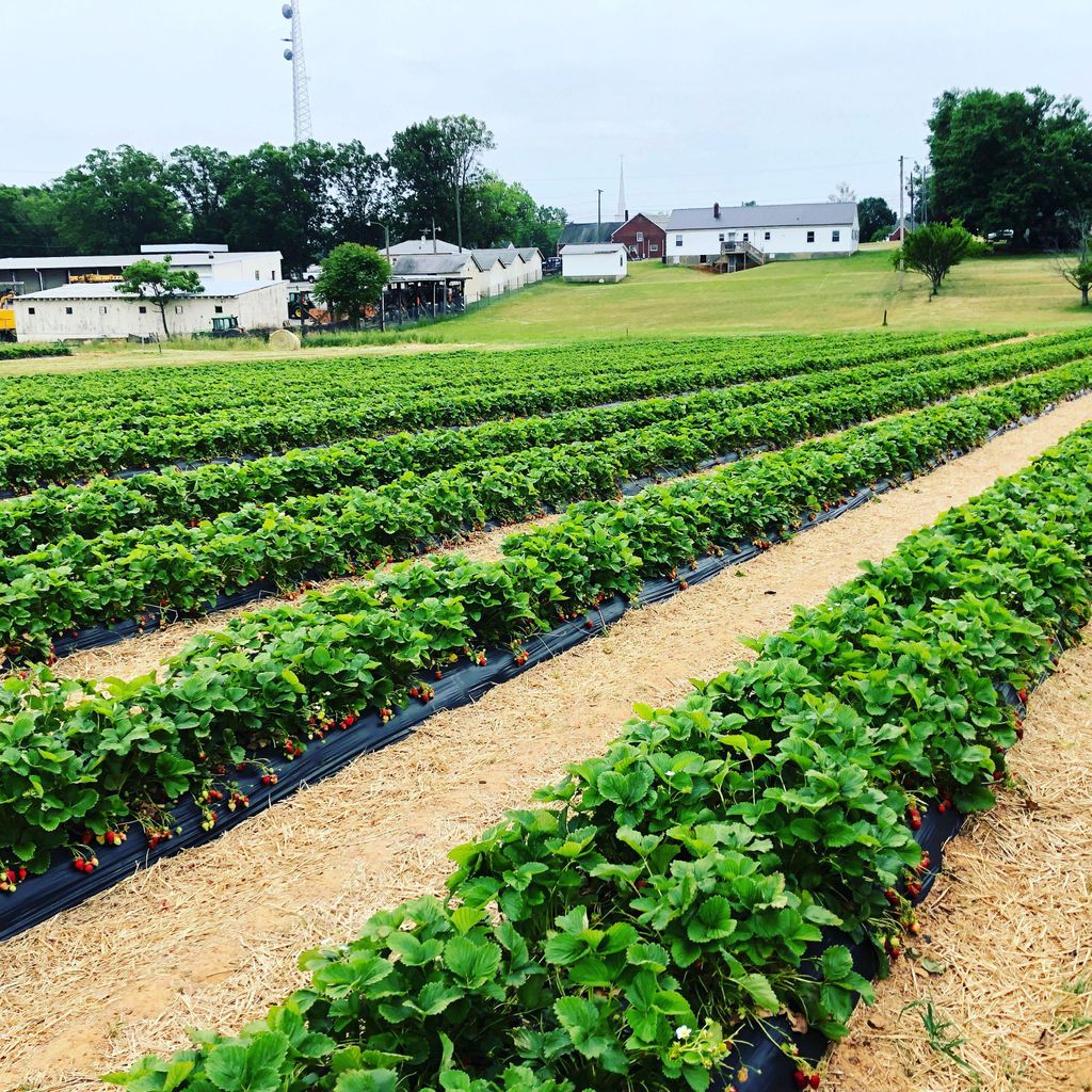 Spiritual Healing Catering Gardening & Guidance