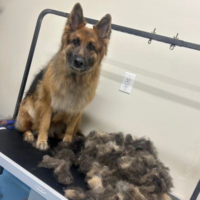 Avatar for Angel’s grooming
