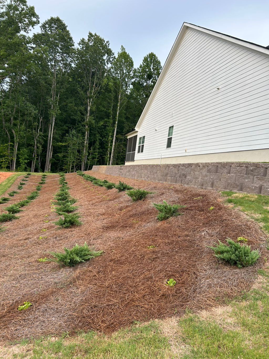 Planted hedges and some Creeping Jenny’s