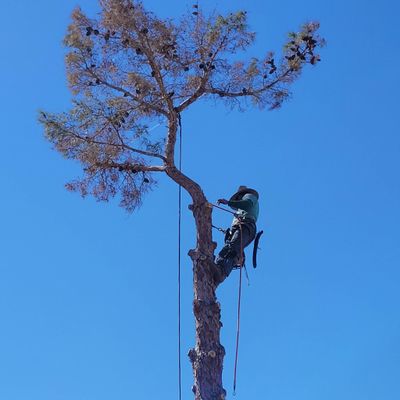 Avatar for All Tree Service