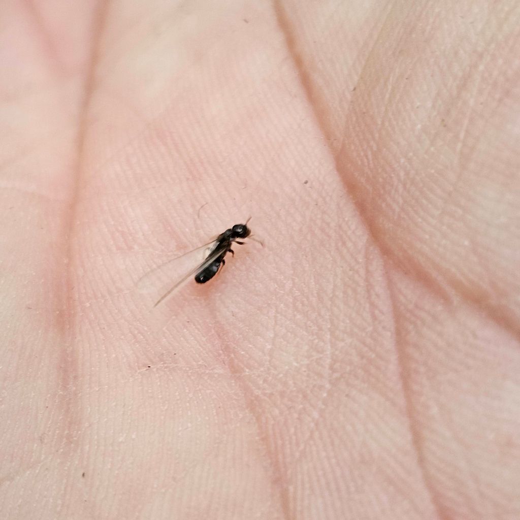 Subterranean termite swarmer