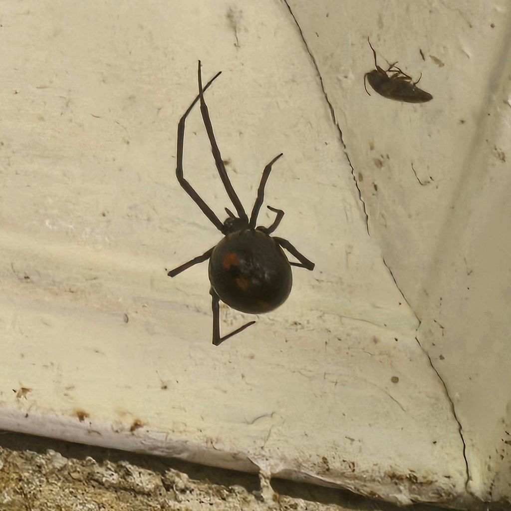 Female black widow 
