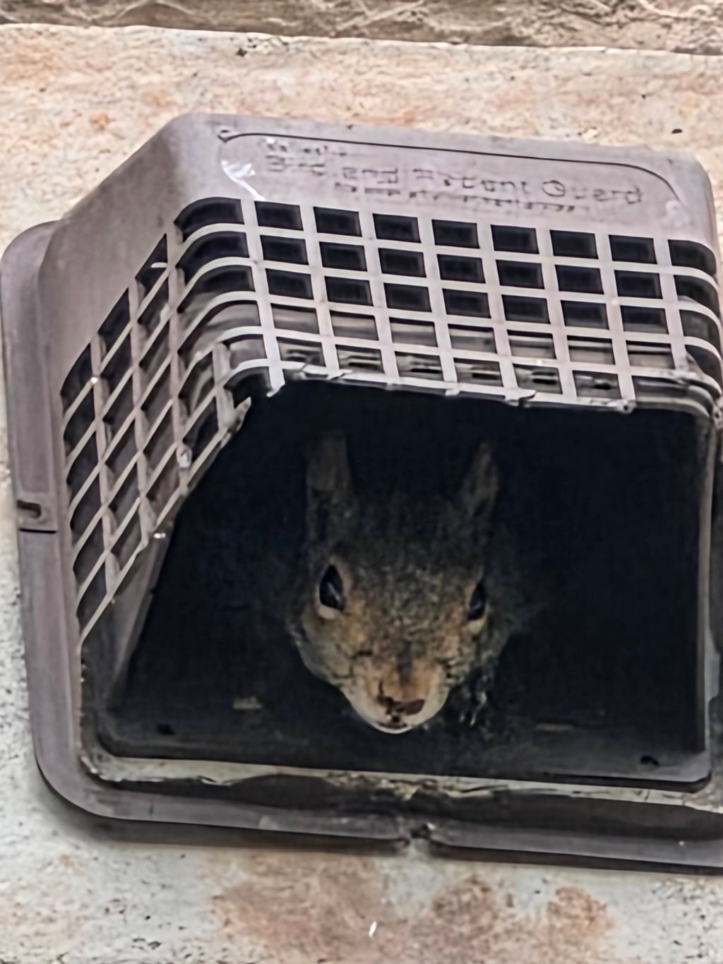 This squirell forced their way into the structure.