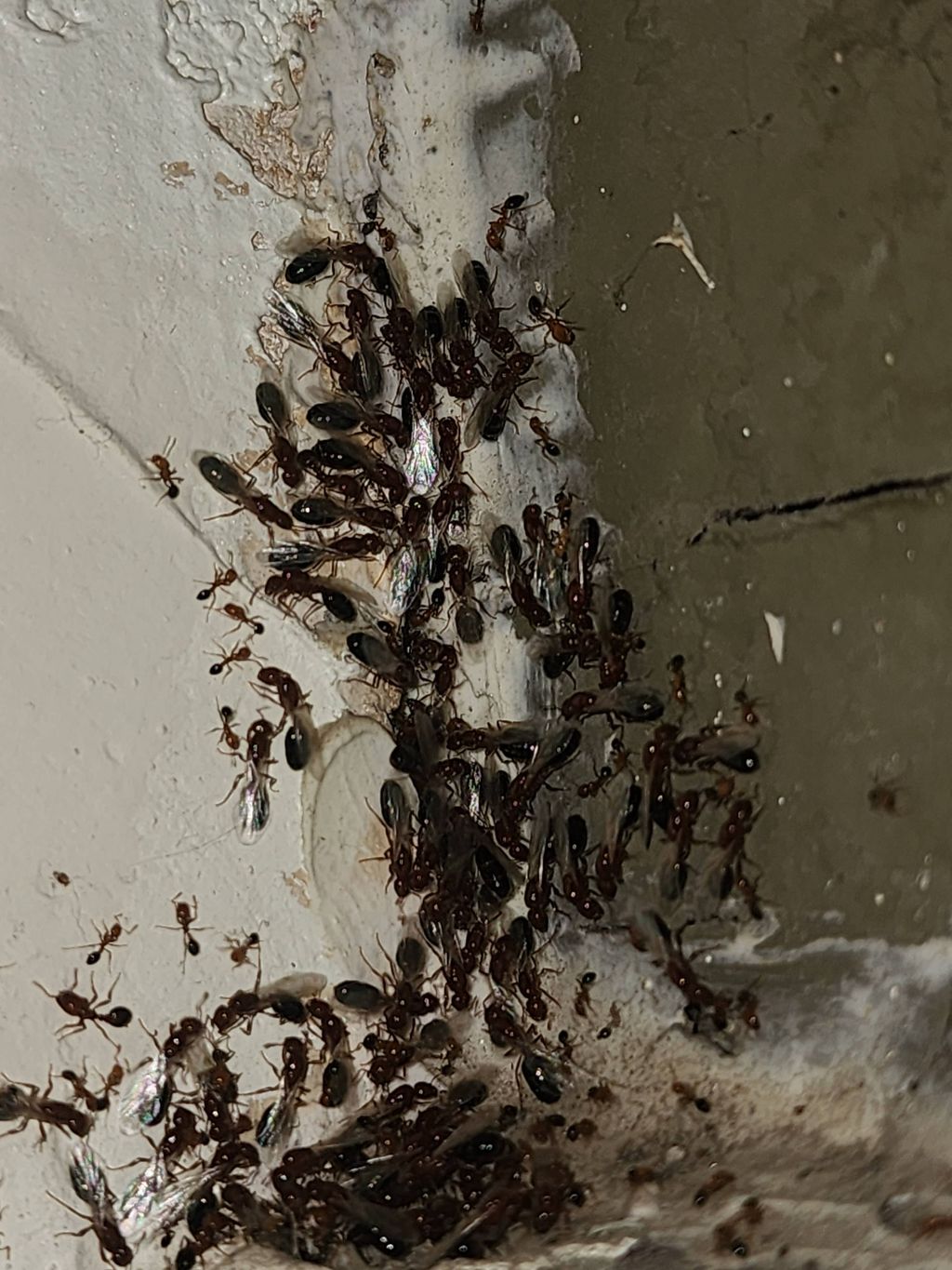 we can get rid of the annoying carpenters ants in 
