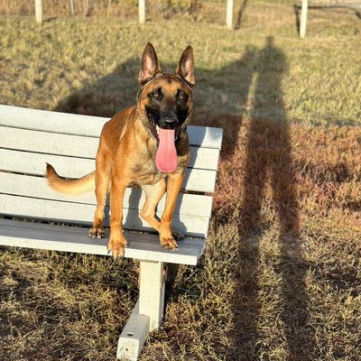 Avatar for K9_monroe