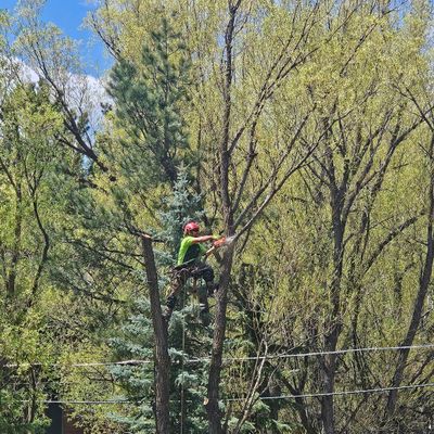 Avatar for Evolve Tree Experts