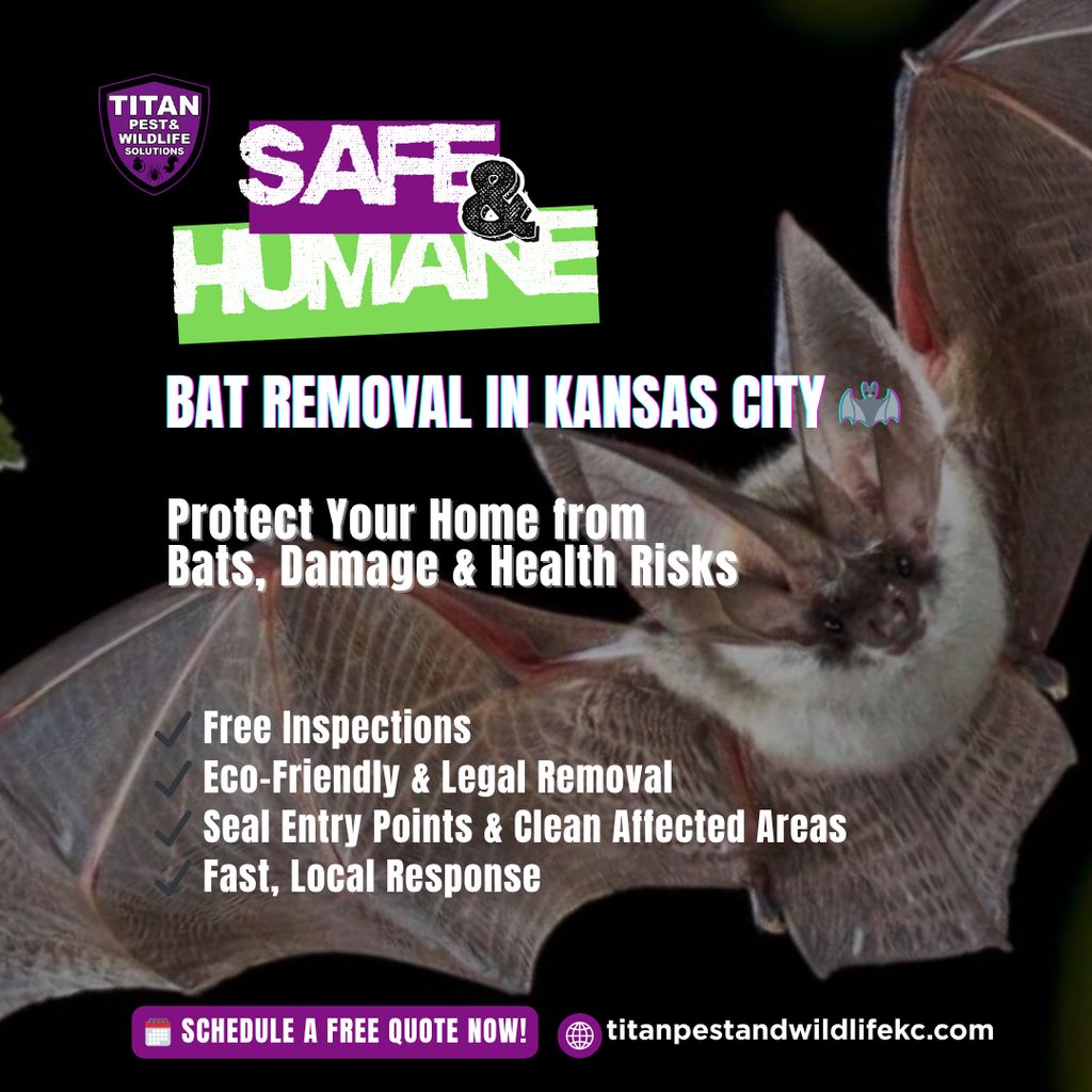 SAFE & HUMANE BAT REMOVAL IN KANSAS CITY