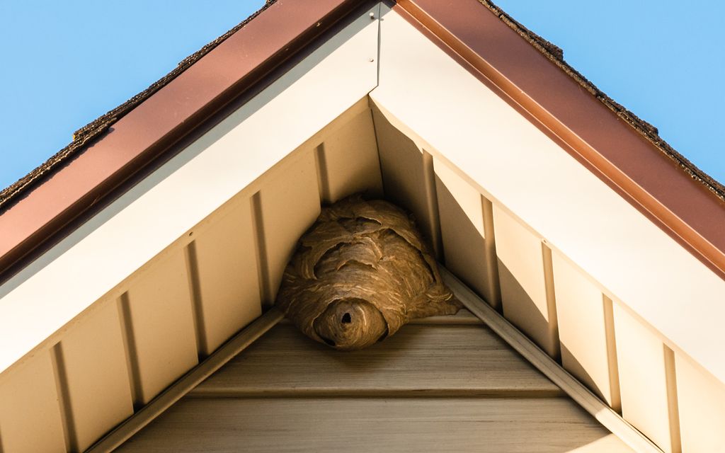How much does bee removal cost?