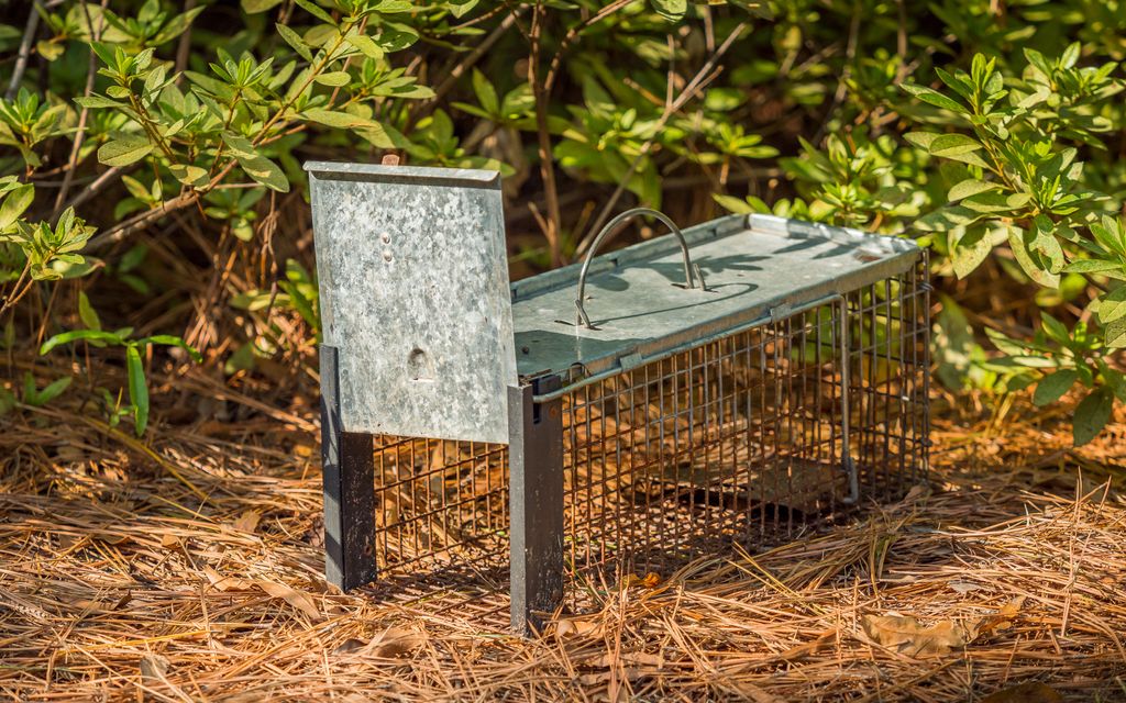 How much do animal removal services cost?