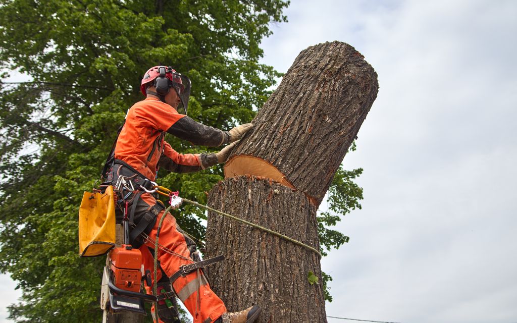 How much does it cost to remove a tree?