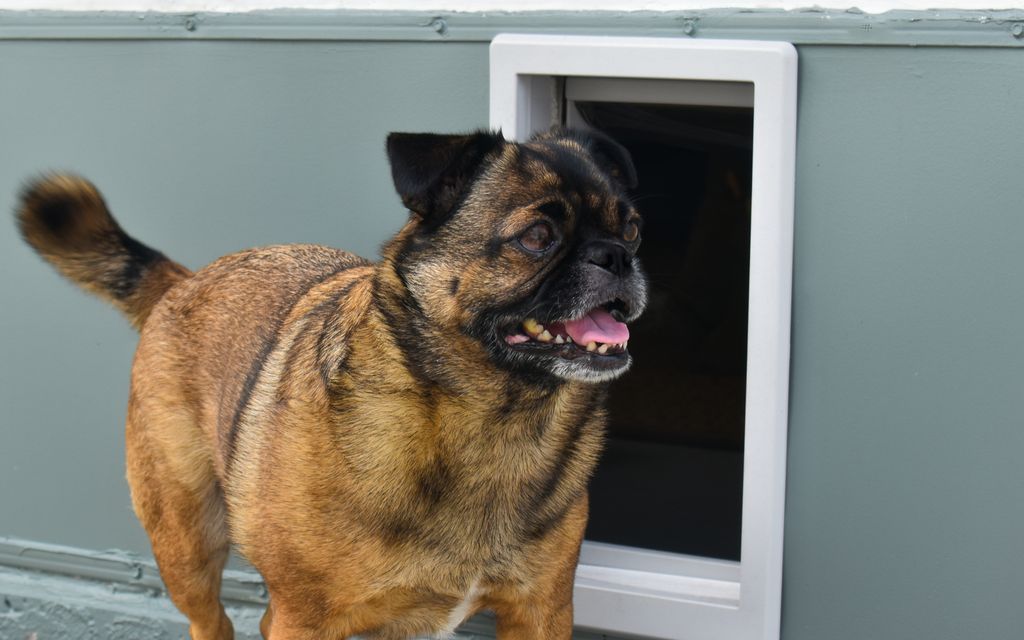 How much does a dog door installation cost?