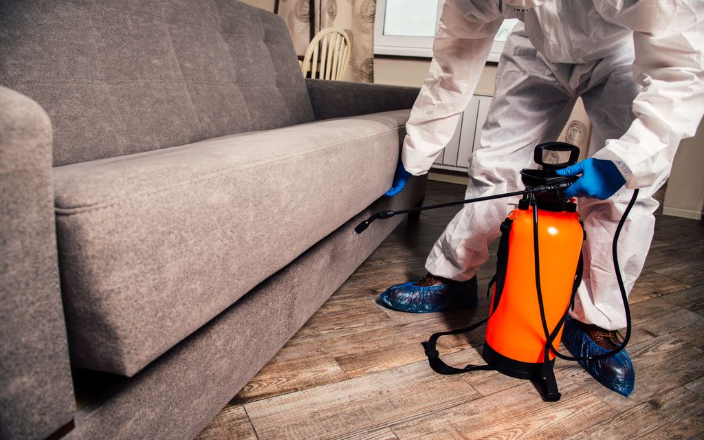 How much does it cost to exterminate fleas?