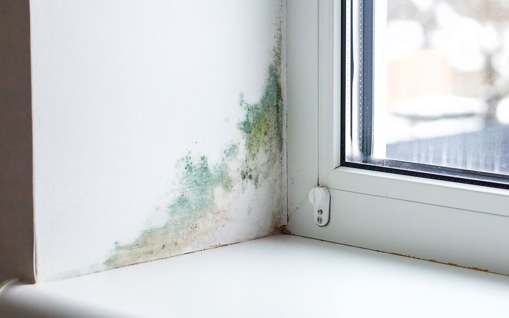How much do mold inspections cost?