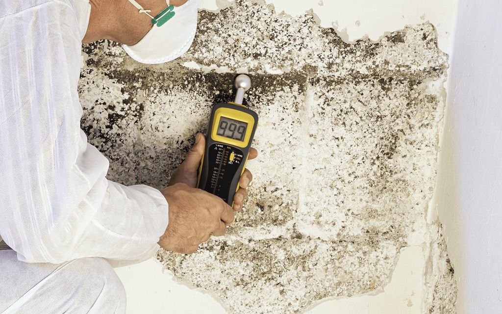 How much does mold removal cost?