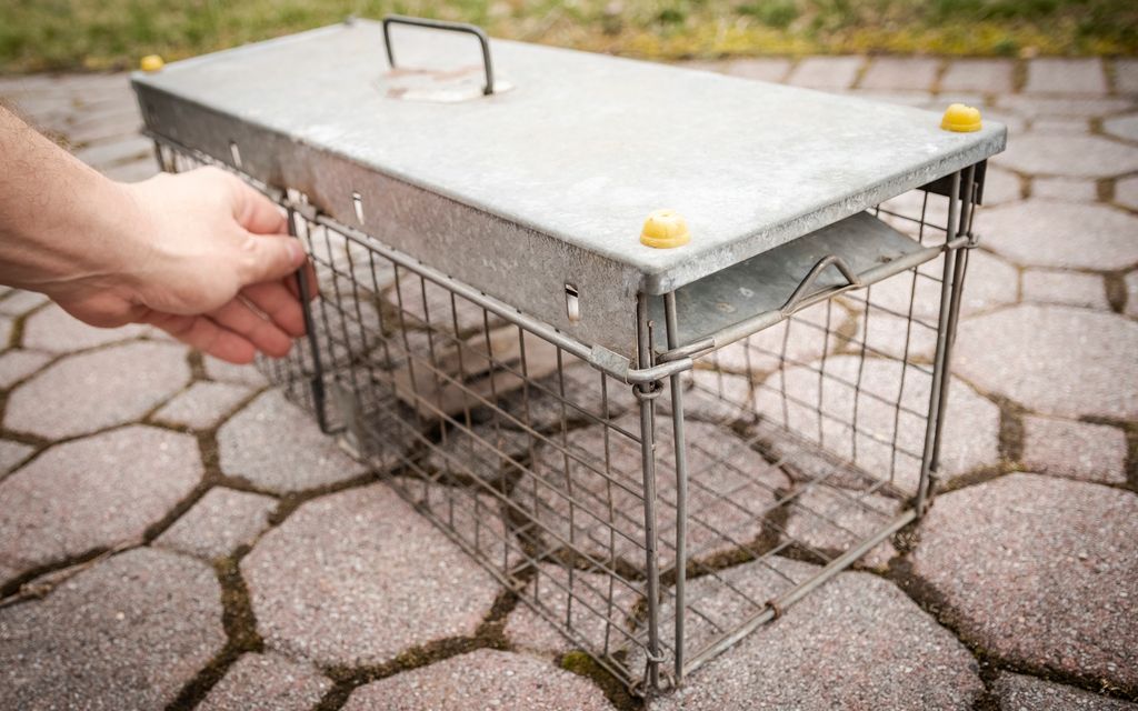 How much does it cost to hire rodent removal services?