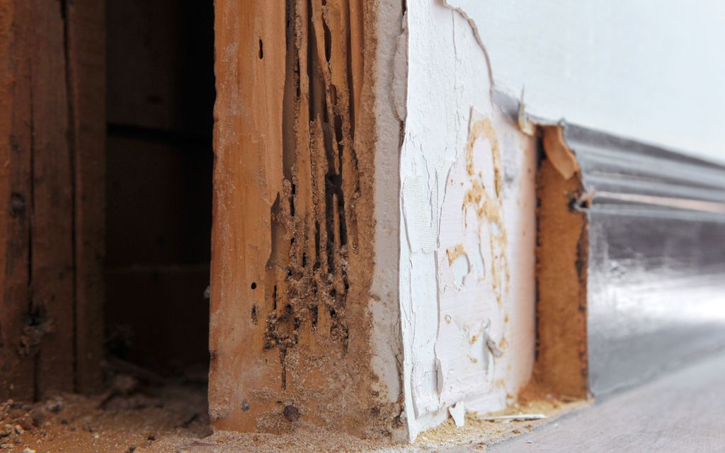 How much are termite inspections?