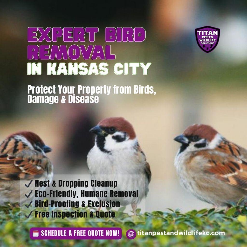 EXPERT BIRD REMOVAL IN KANSAS CITY