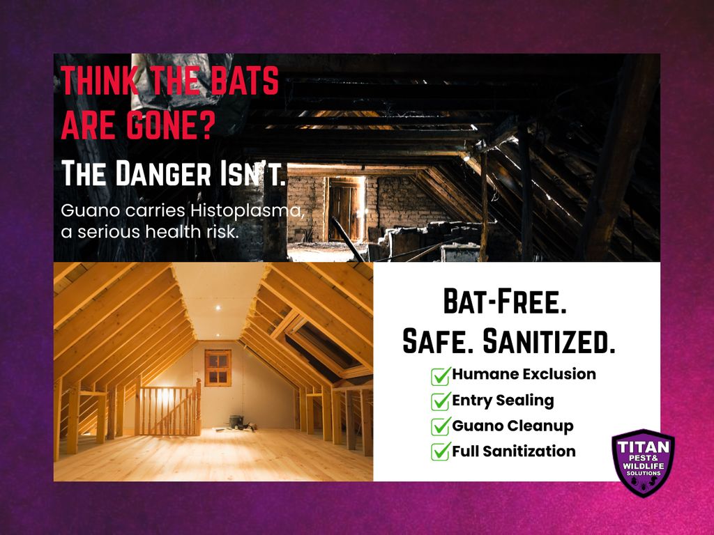 🦇 Bat Extermination & Guano Cleanup | Titan Pest &