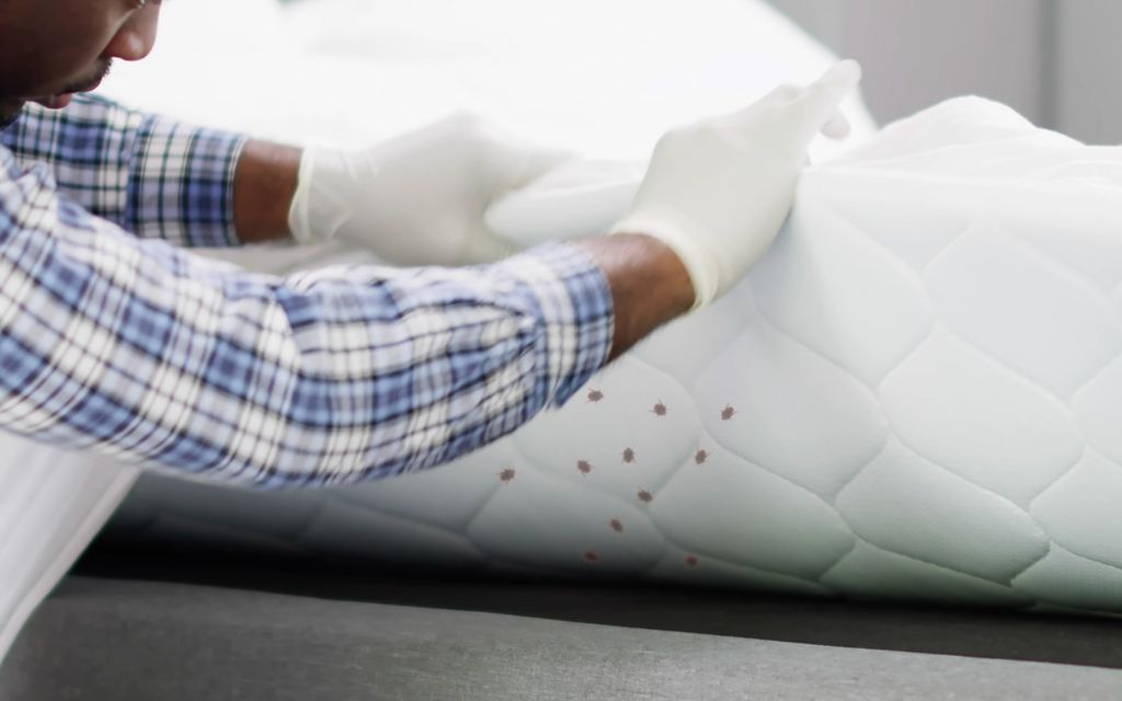 How much does bed bug extermination cost?