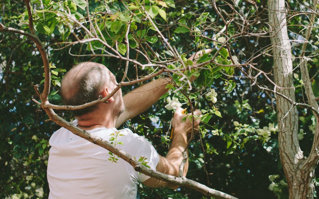 How much does it cost to trim a tree?