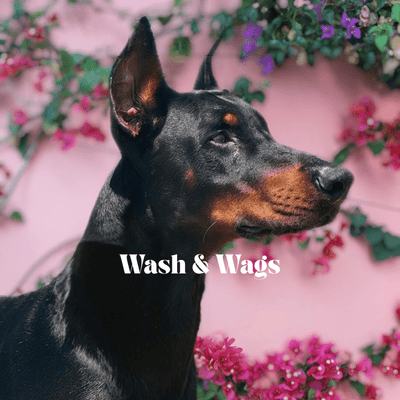 Avatar for Wash & Wags