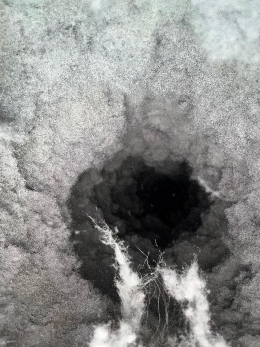 Dryer Vent Before All Green Solutions Cleaning 