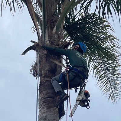 Avatar for SoCal Modern Arboriculture