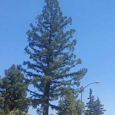 Avatar for Trinidad tree services