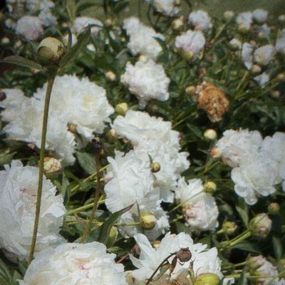 Avatar for Garden Girls