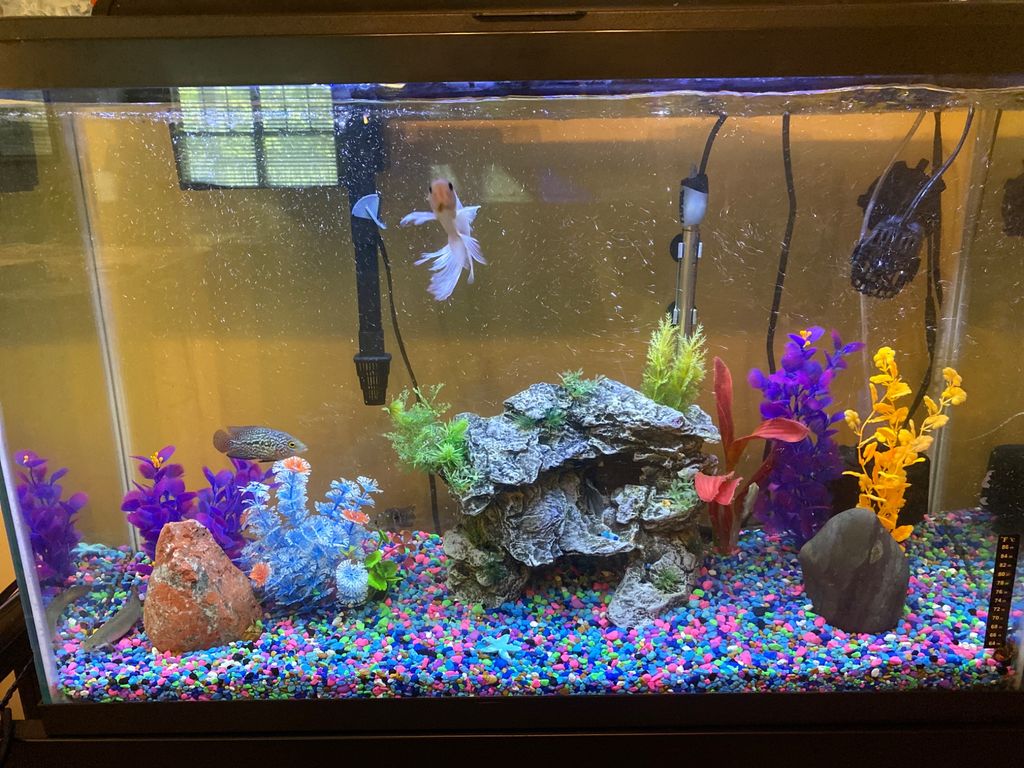 Customer photos