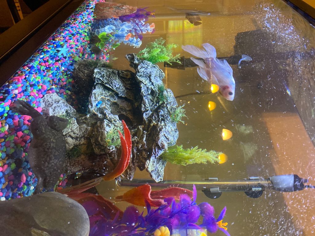 Customer photos