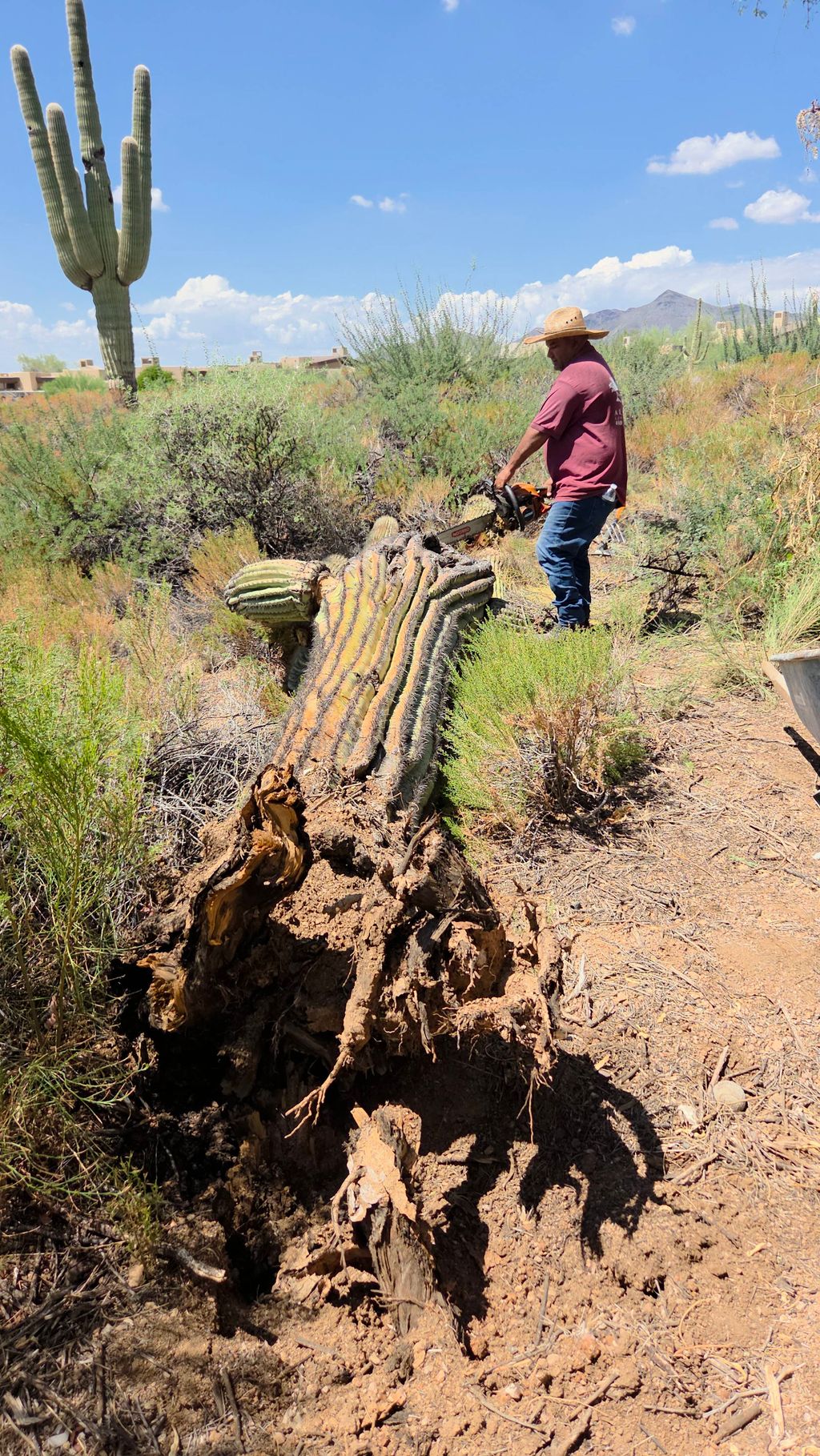 Sahuaro remove 