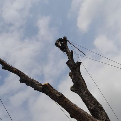 Avatar for Roney tree service