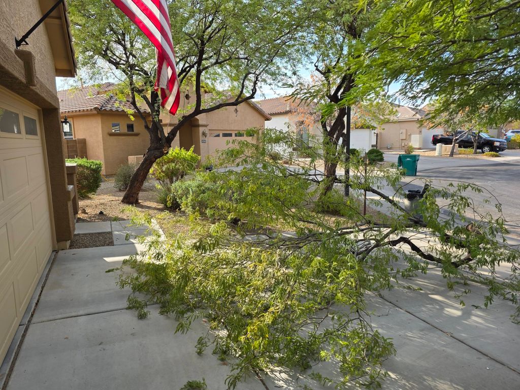 We offer tree pruning services; this tree fell onl