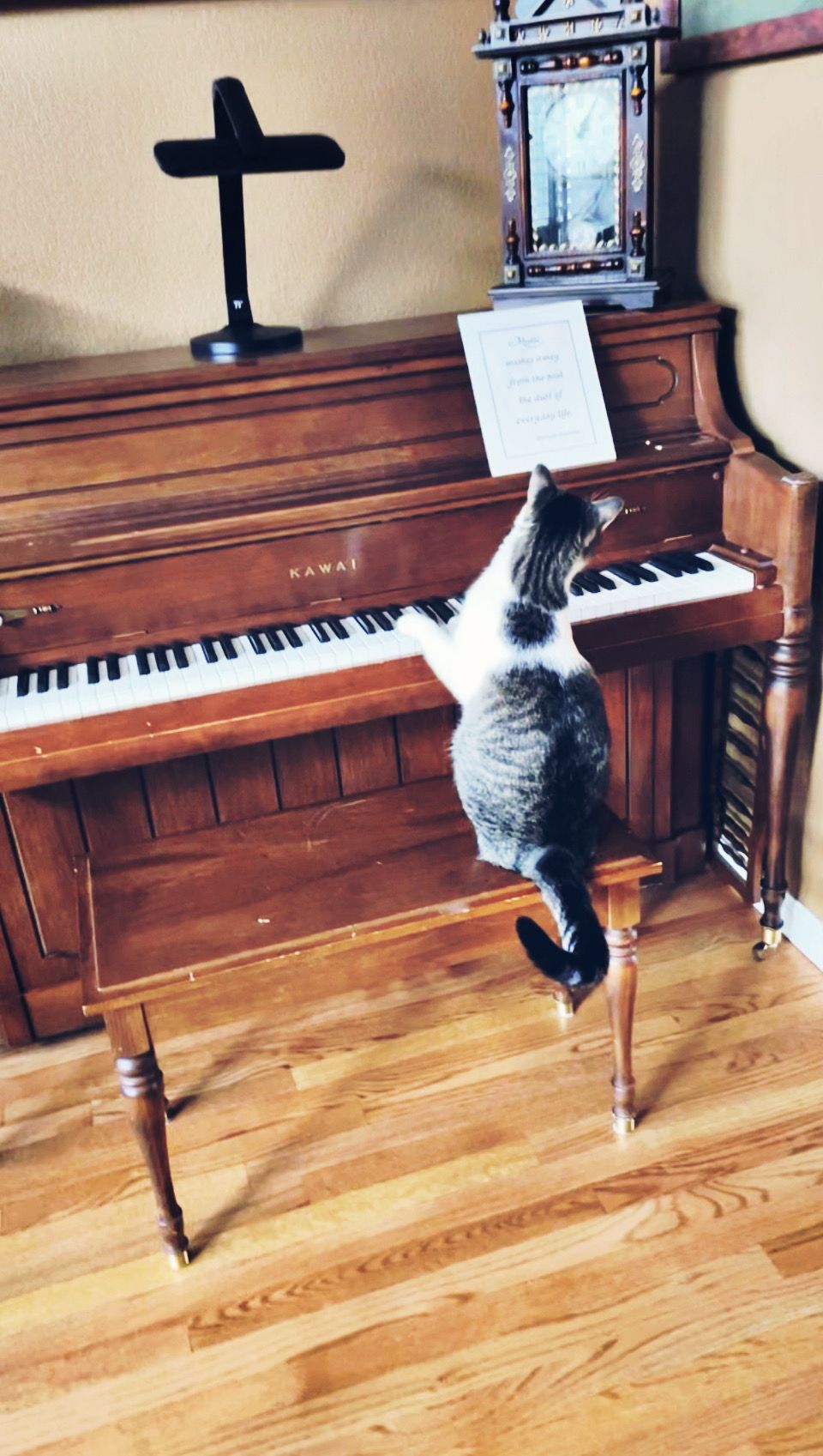 Simon playing piano 🐾