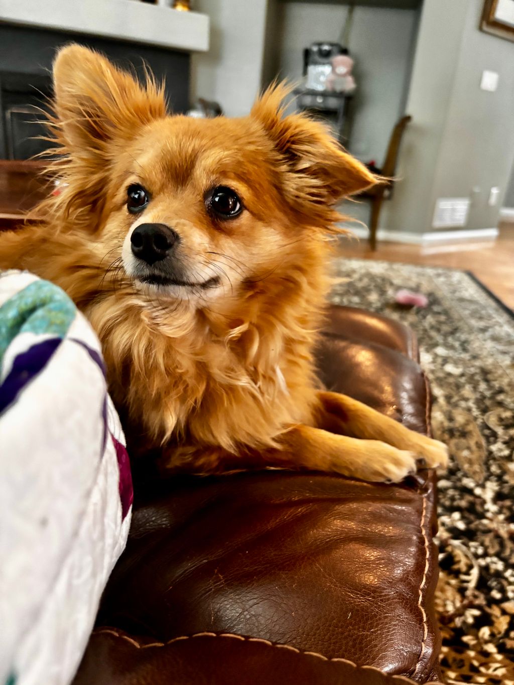 Ginger 🐾