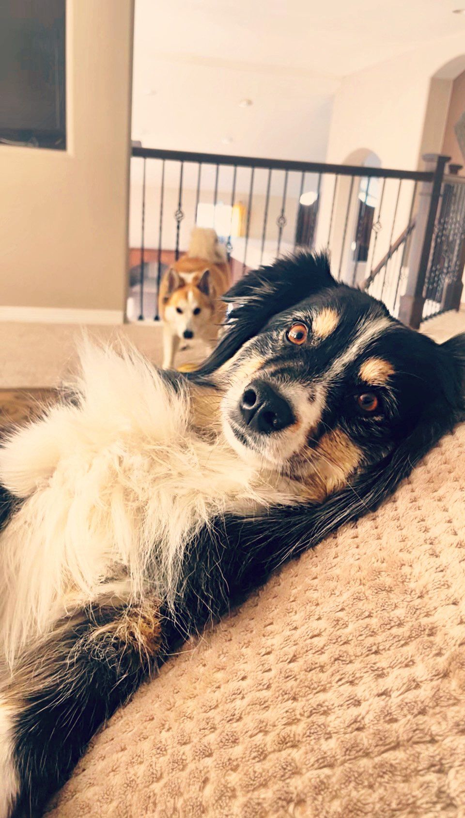 Reign&Skyy 🐾